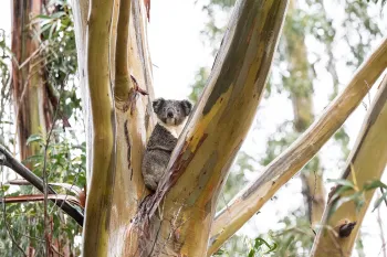 Years after the 2020 bushfire rescue, a koala thrives on Kangaroo Island, resting in a tall, healthy eucalyptus tree.