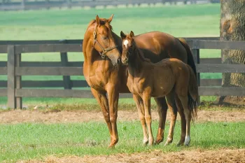 Horse nuzzling her foal on a farm