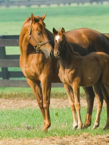 Horse nuzzling her foal on a farm