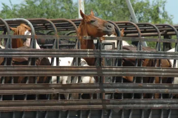 American horses in pens ready to be transported for slaughter in Mexico