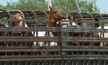American horses in pens ready to be transported for slaughter in Mexico