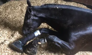 Horse suffering from soring on his legs