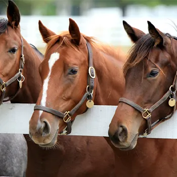 three horses look over a fence