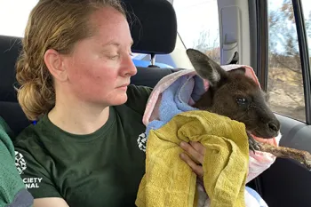 Rescued kanagaroo wrapped in a towel, saved from Australia wildfires
