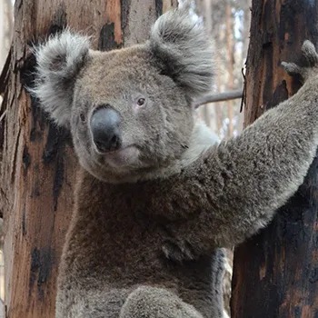 Koala bear climbing a burned tree in Australia after wildfires