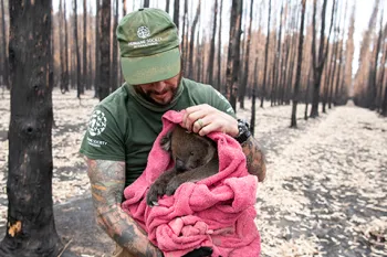 Animal Rescue Team member holding a koala in a pink blanket