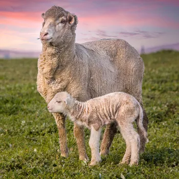 A merino lamb stands next to their mom