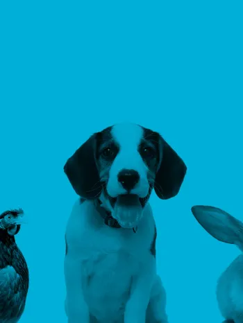 lion, chicken, dog, rabbit, and horse collage