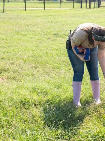 An intern at Black Beauty Ranch feeds one of the pigs an apple. 