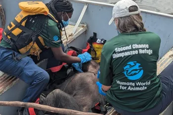 Chimps being rescued in Liberia