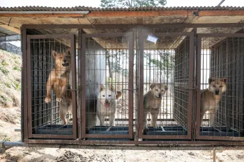 Dogs on a dog meat farm
