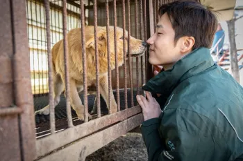Rescuing dogs from a dog meat farm