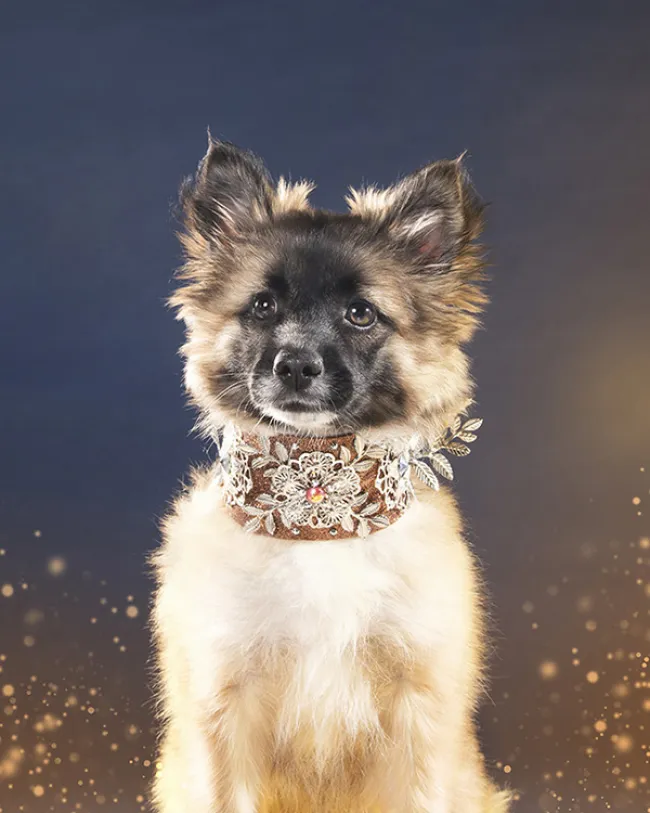 Dog styled and posed for a photoshoot