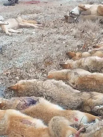 Rows of coyotes to be weighed and counted at wildlife killing contest