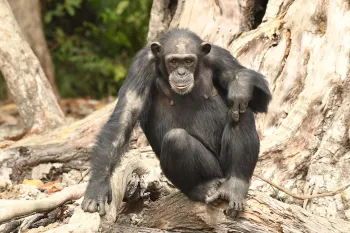Liberia chimp liberia chimp