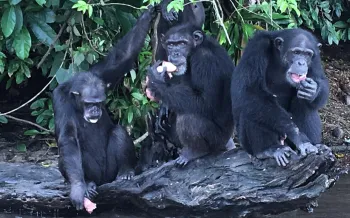Liberia Chimpanzees - Sept 2017