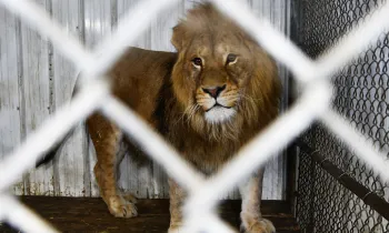 Lion at a roadside zoo