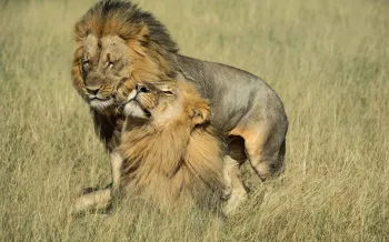 Two male lions named Netsai and Humba in Hwange National Park, Zimbabwe.