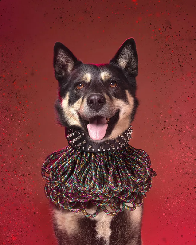 Dog styled and posed for a photoshoot