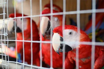 Scarlet macaws are paced into large crates for their safety