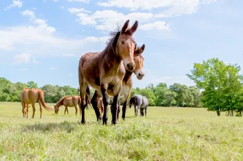 Group of equines at Black Beauty Ranch