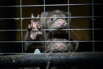 Mink on a fur farm