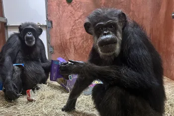 Chimpanzees at Chimp Haven sanctuary in early 2025, not long after being relocated from Alamogordo Primate Facility where they were previously used in harmful biomedical research experiments.