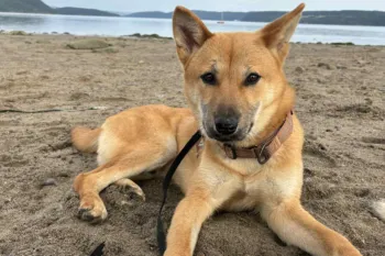 Kimchi in his new home, a dog adopted in Canada who was rescued by Humane World for Anima