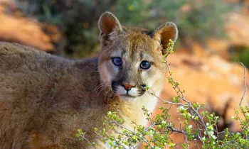 mountain lion, wildlife, poaching, trophy hunting Mountain lion in the wild