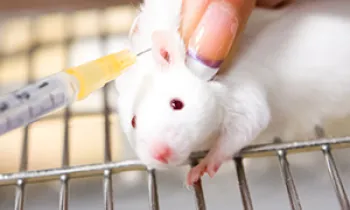 mouse animal testing