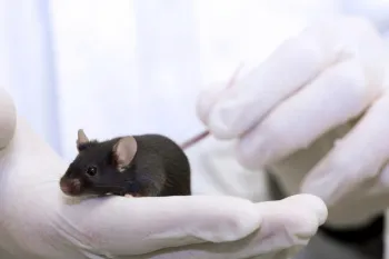 A mouse being handled