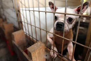 A Boston terrier looks out of its cage