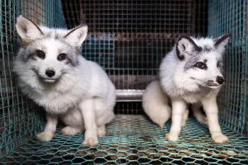 Fox fur farm investigation in Finland, carried out by Humane World for Animals in collaboration with Finnish animal protection group Oikeutta eläimille in late October 2024.