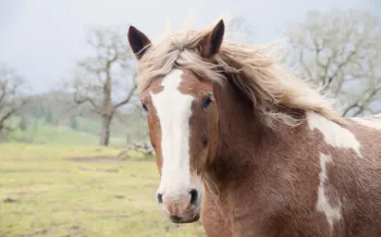 A brown and white horse with a white mane at Duchess Sanctuary