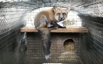 The image depicts a fox with a bushy tail sitting inside a wire mesh enclosure.