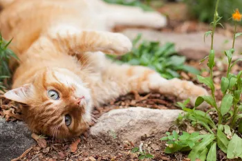 Orange cat lounging in a garden