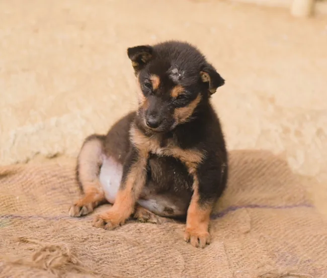 Monica, rescued on Christmas day 2025 in India