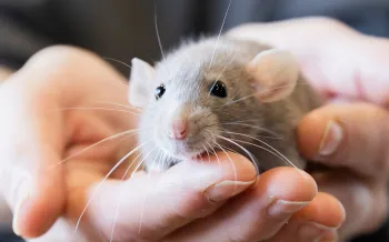 Person holding a cute pet rat
