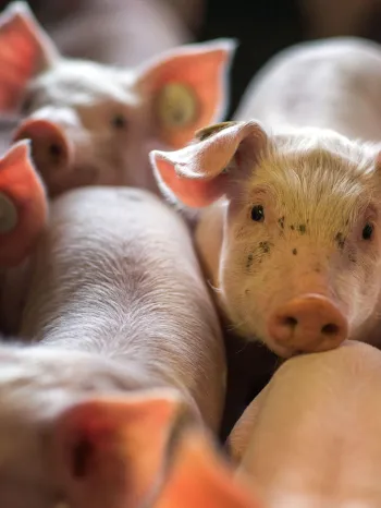 Pigs crowded in a farm hut with one pig looking at the viewer