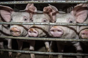 Pigs look out from an enclosure