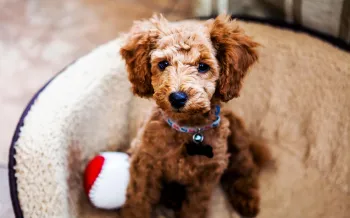 A brown, fluffy puppy sits in calmly their bed