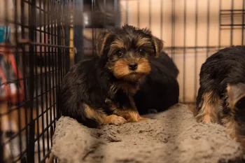 Puppy Mill rescue dogs Sad puppies sitting in a filthy cage at a North Carolina puppy mill.