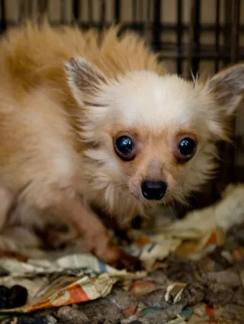 Small dog in cage before being rescued from a puppy mill situation