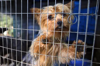 Puppy Mill rescue dogs, Mississippi Dogs suffering in a filthy cage outside at a puppy mill in Mississippi.