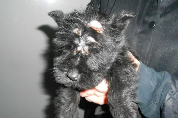 Puppy mill puppy with a head injury Puppy with head injury