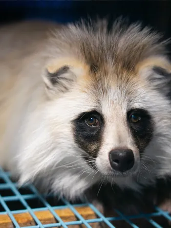 Raccoon dog on Finland fur farm