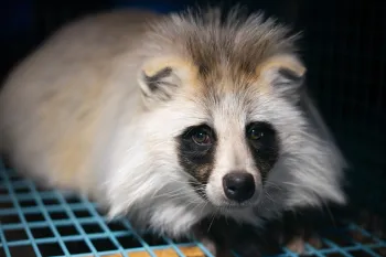Raccoon dog on Finland fur farm