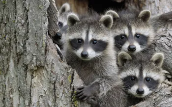 baby raccoons in a hollow tree