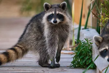 Two raccoons on a sidewalk