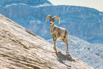 Nevada desert Bighorn sheep, Ovis canadensison, a rock cliff close up portrait